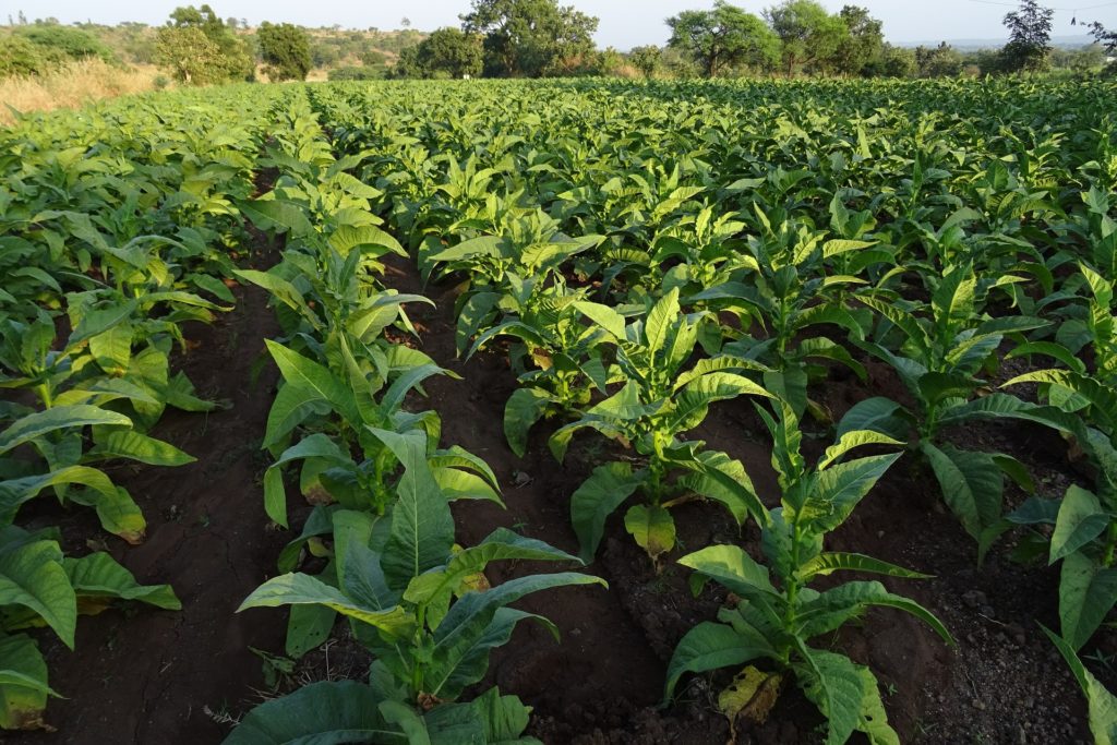 tabak_plantage_plant_zahlreich_tabakpflanzen