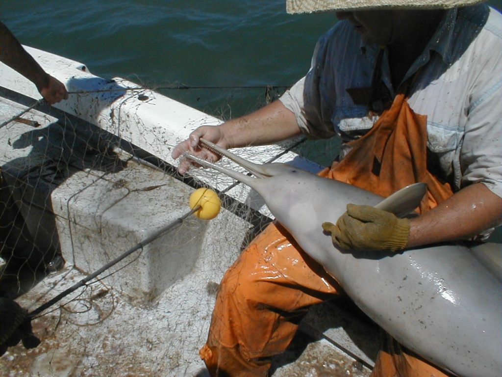 Arbeitstreffen in Argentinien zum La Plata-Delfin