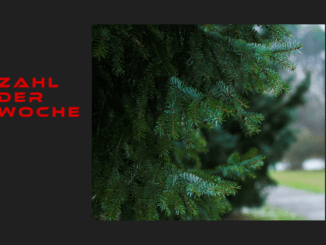 2,6 Millionen Weihnachtsbäume zu den Festtagen 2018 importiert