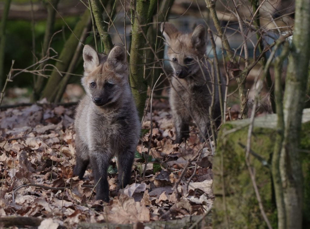 Nachwuchs bei den Mähnenwölfen im Nürnberger Tiergarten