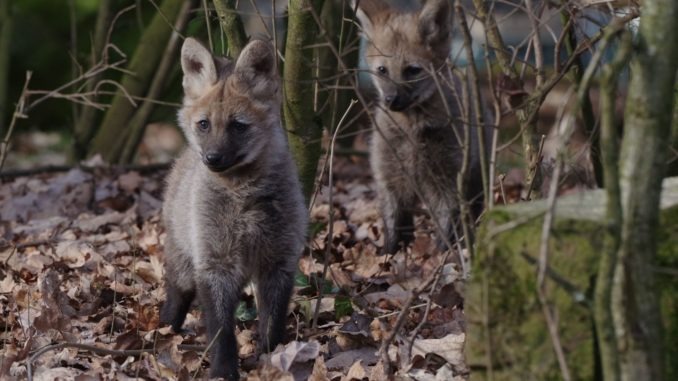 TGN_Maehnenwolf_Nachwuchs_2