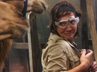 #ibes2020: Danni holt 4 Sterne im „Albtraumschiff“ – Alles zur Dschungelprüfung