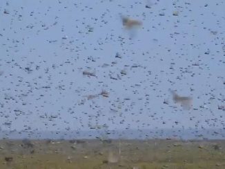 Heuschreckenplage: Bedrohliche Ge­frä­ßig­keit