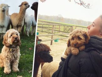 Süßer Hund begeistert das Internet