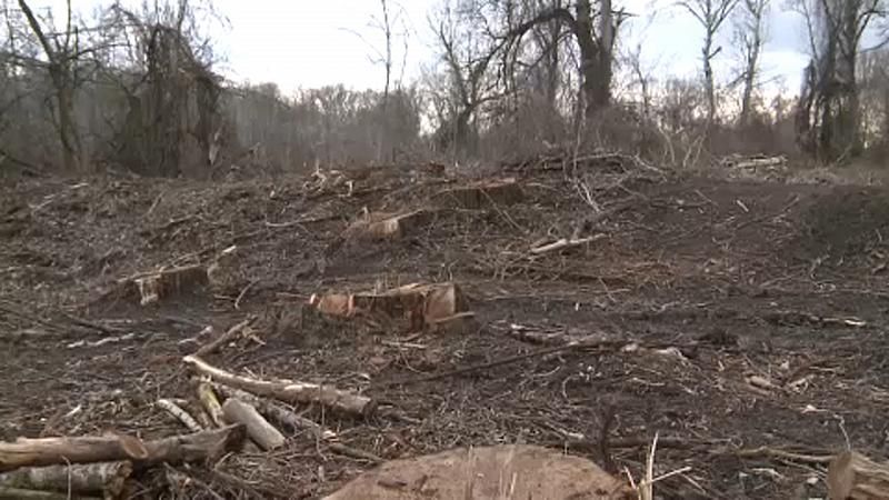 naturschutz_eu_wald_abholzung_ungarn_südliche große tiefebene_umweltschützer