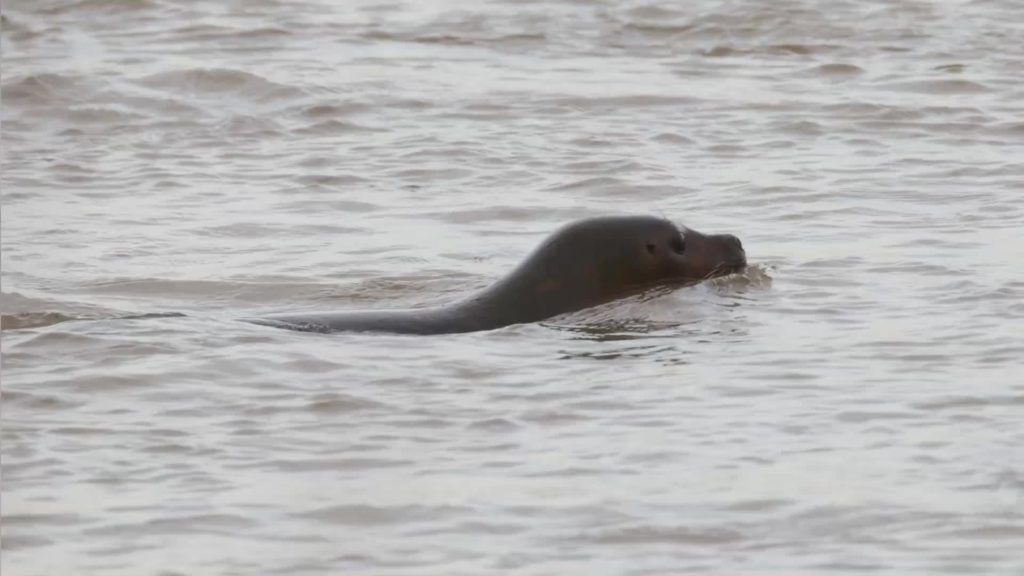 Ungewöhnliche Entdeckung: Robbe schwimmt im Rhein