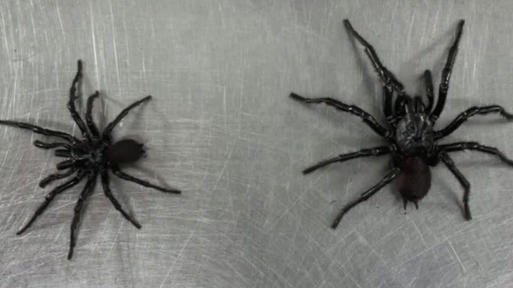 Riesengroß und tödlich: Zoo schockiert über Monster-Spinne