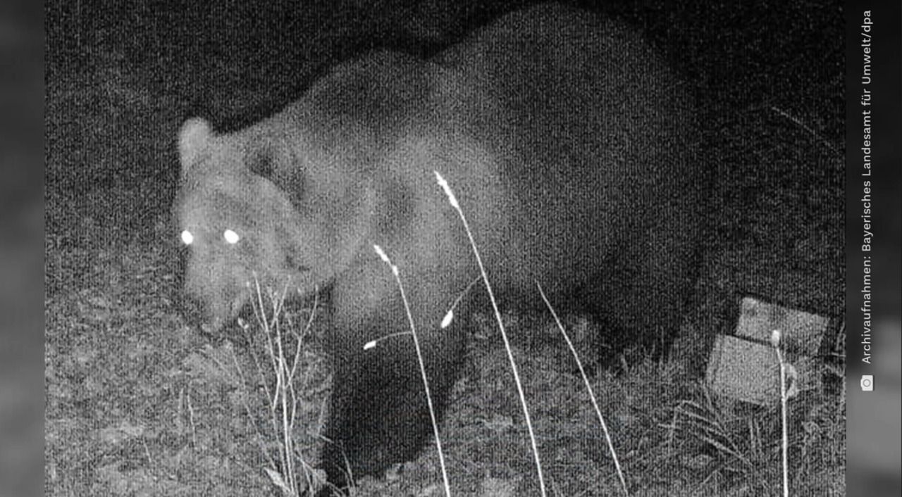 Tatzenabdrücke im Schnee – Wieder Spur von Braunbär in Bayern