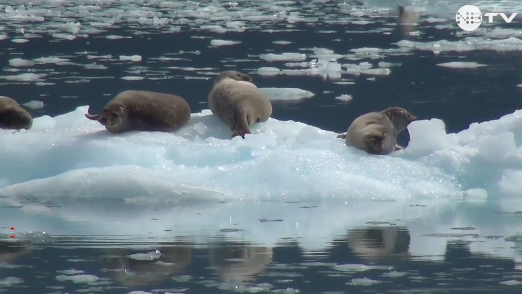 antarktis_los angeles_rekordhitze_hohe temperaturen_hitzewelle_klimawandel_globale erwärmung