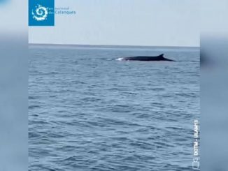 Wale genießen die Ruhe vor der Küste von Marseille [Video]