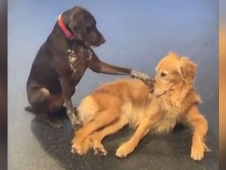 Einfach nur witzig! Dieser Hund liebt es, andere Hunde zu streicheln