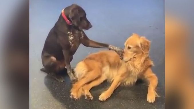 Einfach nur witzig! Dieser Hund liebt Hunde zu streicheln ⋆ Nürnberger Blatt