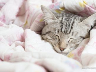 Katzen: Warum wollen sie unbedingt in deinem Bett schlafen?