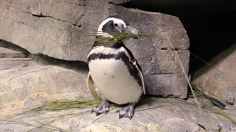 Es ist Frühling: So sieht es aus, wenn Pinguine ihre Nester bauen!