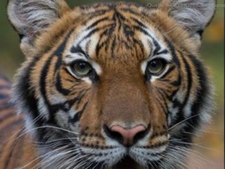 Durch Pfleger angesteckt: Tiger positiv auf Coronavirus getestet
