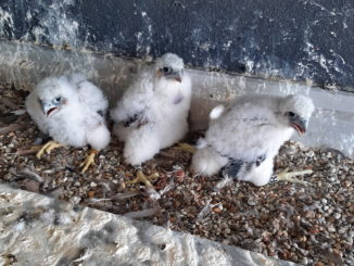 Gefiederter Nachwuchs am Nürnberger Airport