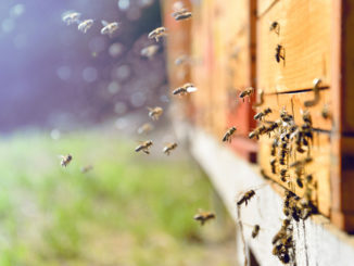 Honig aus dem eigenen Garten: So wirst Du zum Freizeitimker