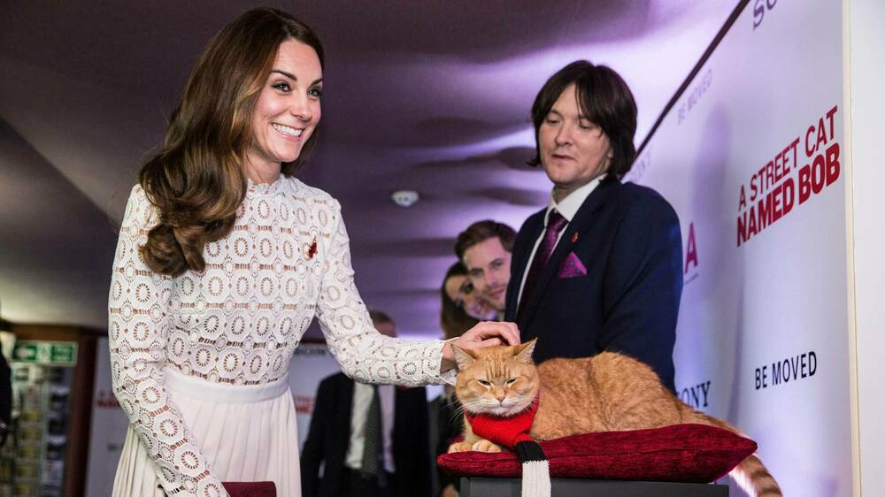 Trauer um weltberühmten Kater: „Bob, der Streuner“ ist tot!