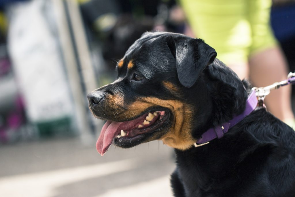 Rottweiler verletzt zwei Kinder in Ravensburg schwer