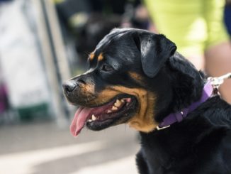 Rottweiler verletzt zwei Kinder in Ravensburg schwer