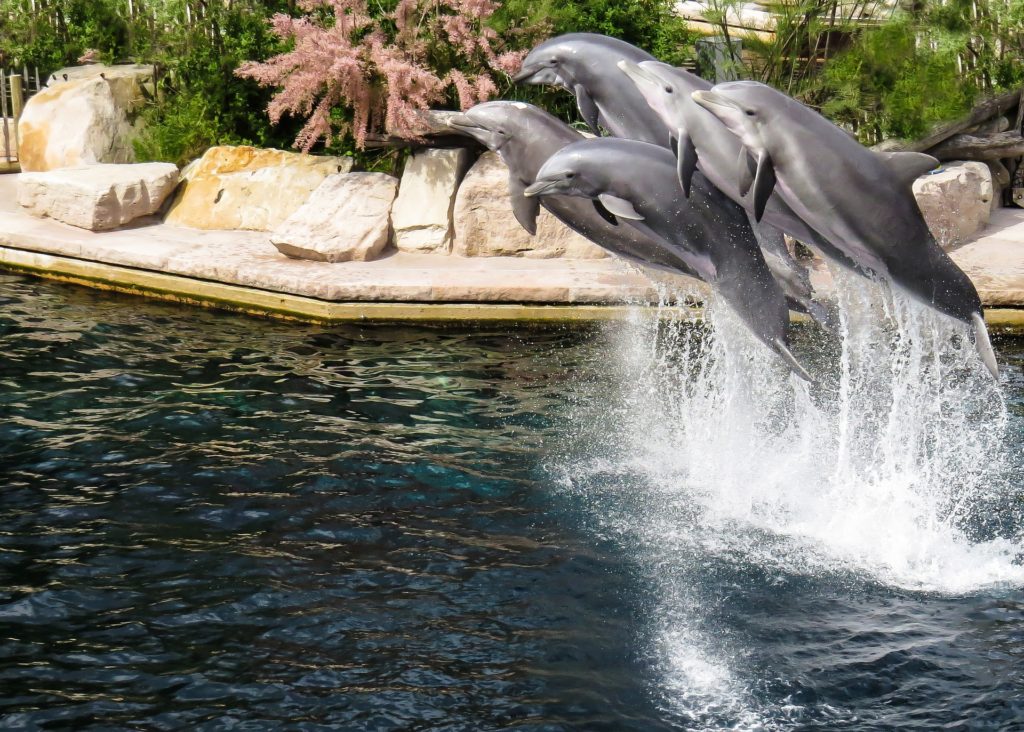 Symbolbild: Delfinanlage im Nürnberger Tiergarten