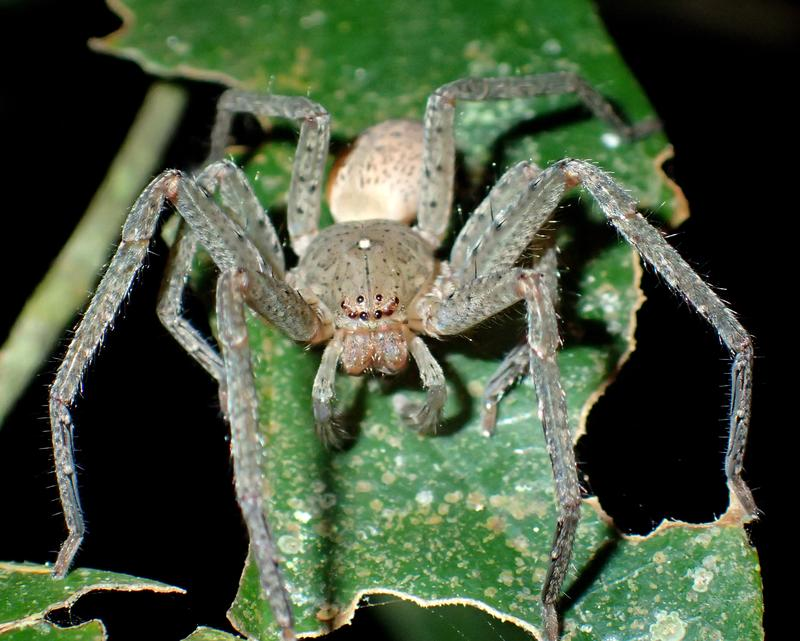 Neue Gattung gefunden: Das ist die „Greta Thunberg-Spinne“