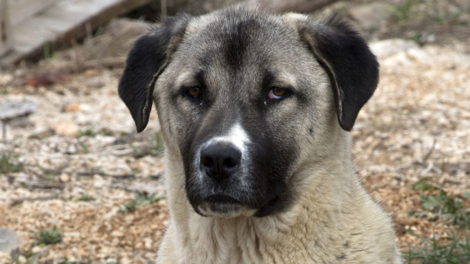 Symbolbild: Kangal-Hirtenhund - Bild: Zeynel Cebeci / CC BY-SA