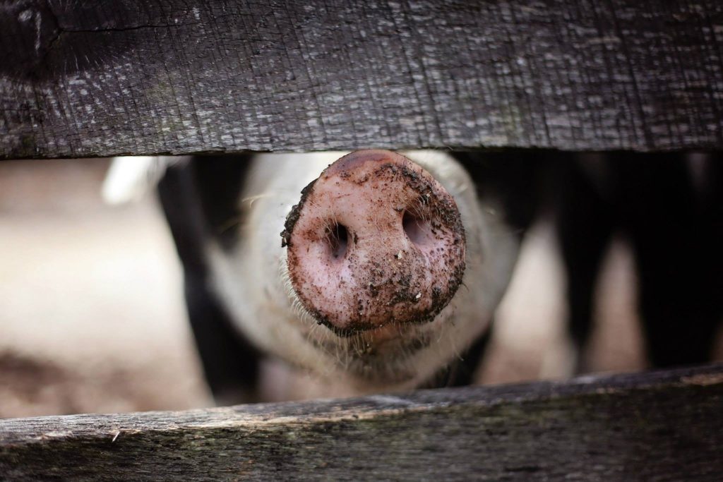 Symbolbild: Schwein wartet auf Schlachthof