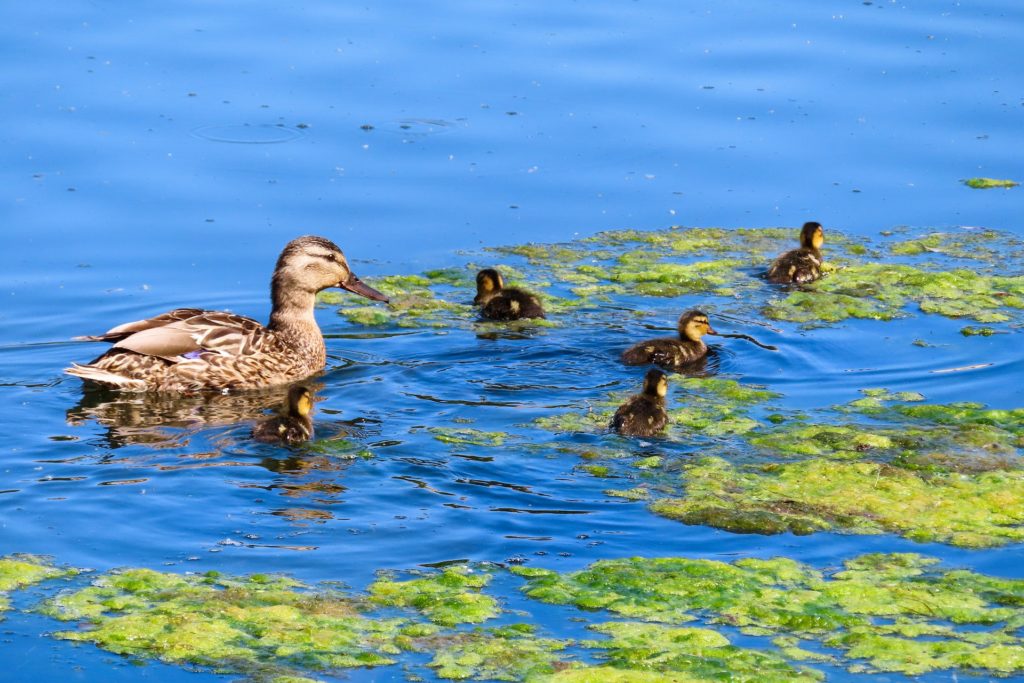 Symbolbild: Entenfamilie und Algen im See