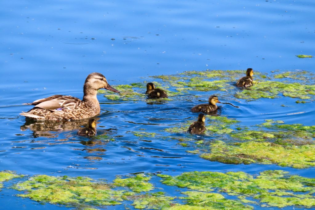 Gefährliche Blaualgen im Kleinen Dutzendteich