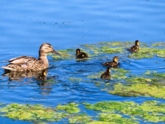 Gefährliche Blaualgen im Kleinen Dutzendteich