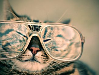 Missliche Lage: Katze muss aus Marmeladenglas befreit werden