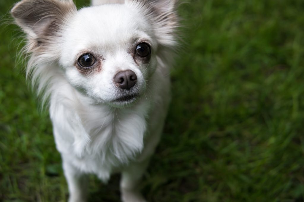 Frankfurt: Chihuahua-Hündin steckt stundenlang in Hasenbau fest