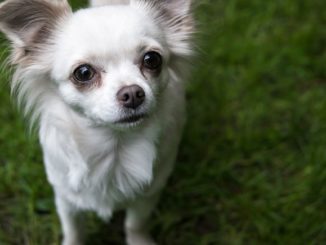 Frankfurt: Chihuahua-Hündin steckt stundenlang in Hasenbau fest
