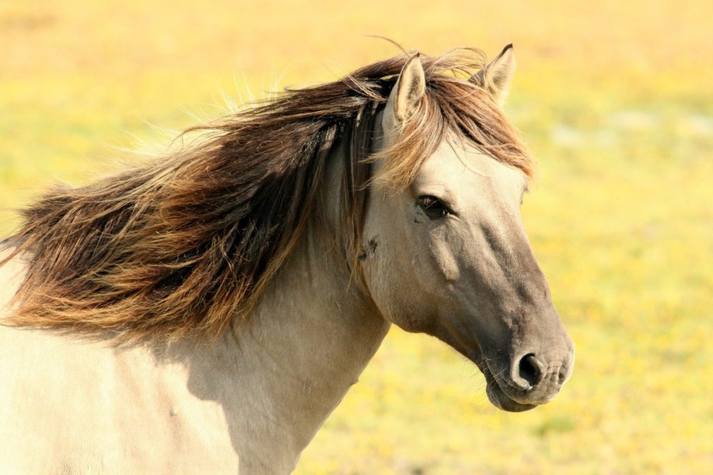 Symbolbild: Pferd
