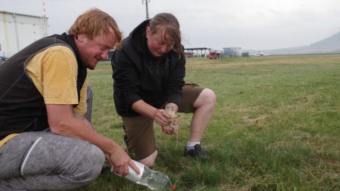 Mitarbeiter einer tschechischen Naturschutzorganisation und des Zoos von Hluboká (CR) setzen ein Ziesel in einen verlassenen Bau am Flugfeld von Roudnice nad Labem. - Bild: Helmut Mägdefrau/Tiergarten Nürnberg