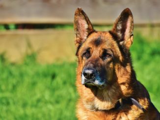 Trauer um Buddy: Erster Hund mit bestätigter Coronavirus-Infektion in den USA ist tot