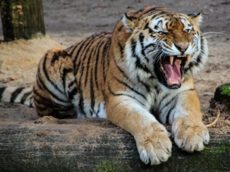 Tierschützer kritisieren Export von Tigern aus Europa nach Asien