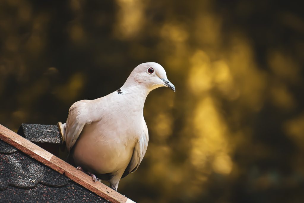 Symbolbild: Weiße Taube