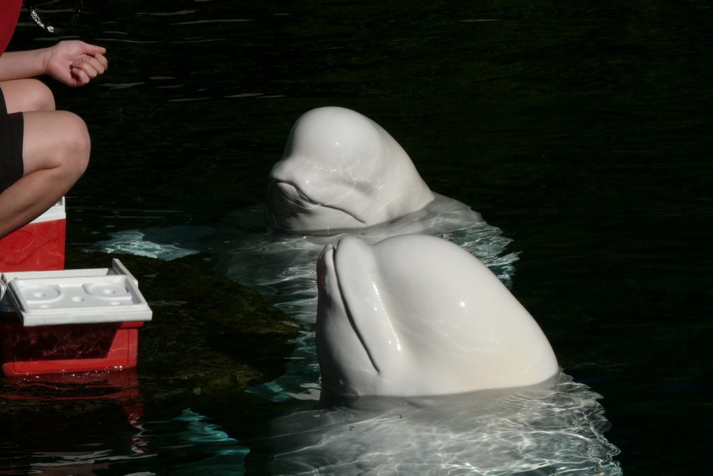 Symbolbild: Belugas
