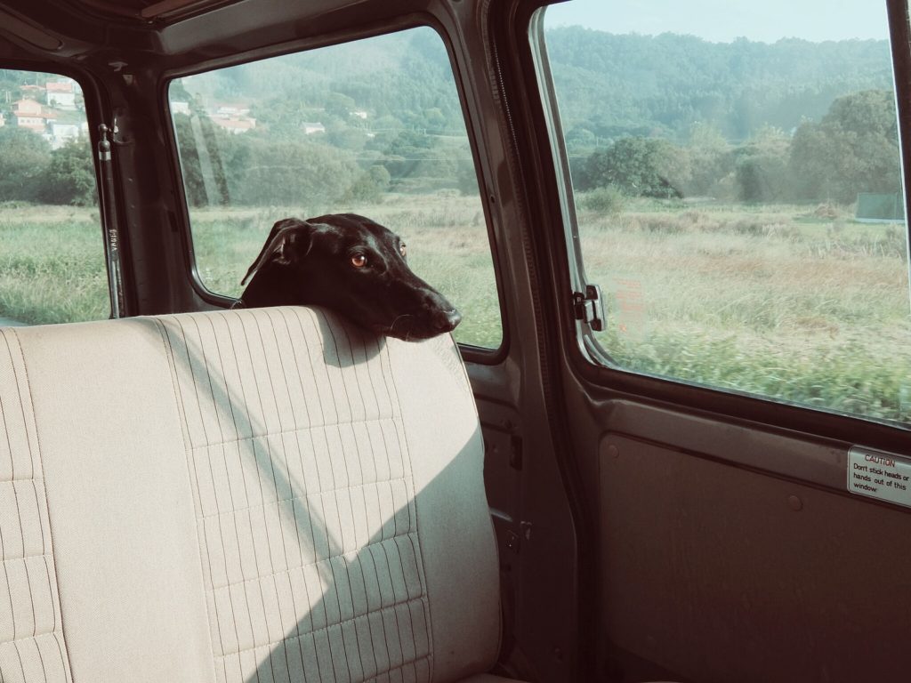 Harte Strafe! Tierschutzbund fordert Haltungsverbot bei Zurücklassen von Hunden in heißen Autos