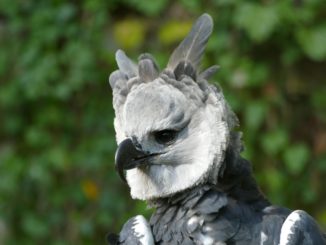 Nürnberger Tiergarten überführte Harpyie in Zoo nach Ecuador