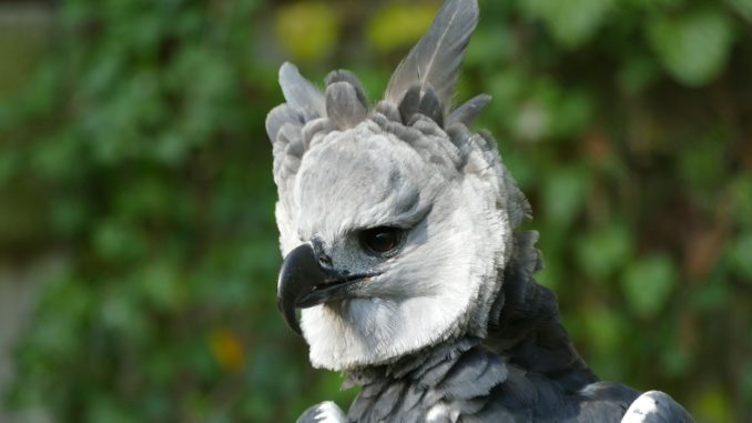 Harpyie - Bild: Jörg Beckmann / Tiergarten Nürnberg
