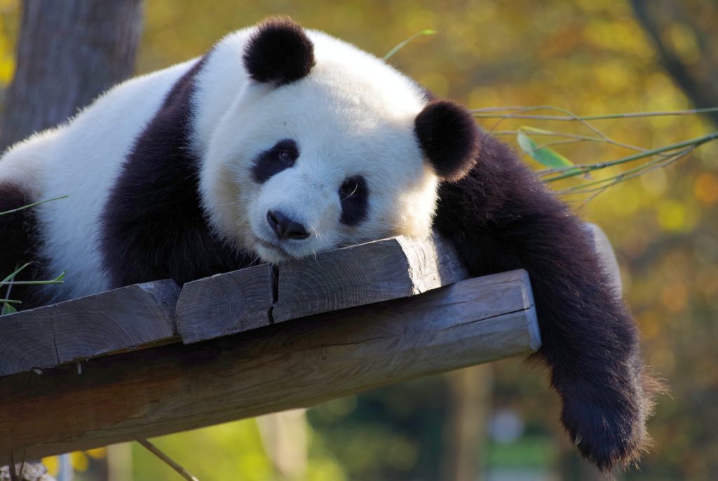 Symbolbild: Panda
