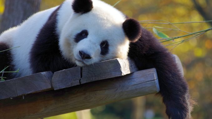 Gegluckter Liebesakt Von Panda Paar In Franzosischem Zoo Weckt Hoffnung Auf Nachwuchs Nurnberger Blatt