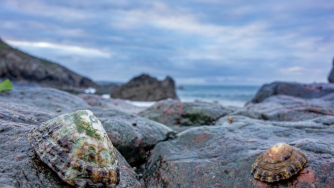 Symbolbild: Krustentiere