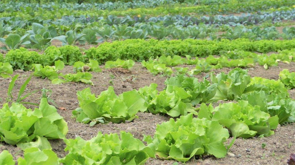 Symbolbild: Landwirtschaftlicher Salatanbau