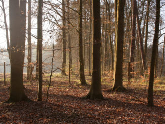 Hessischer Nabu fordert sofortigen Baustopp für A49 durch Dannenröder Forst