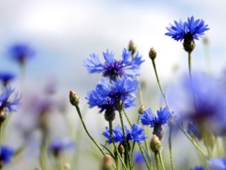 Kornblum stellt Zurechnungsfähigkeit von US-Präsident Trump in Frage