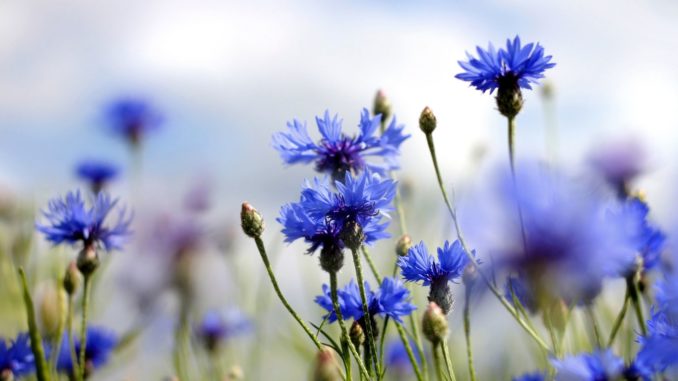 Symbolbild: Kornblume